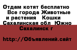Отдам котят бесплатно  - Все города Животные и растения » Кошки   . Сахалинская обл.,Южно-Сахалинск г.